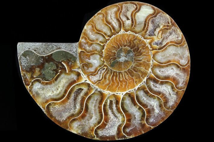 Agatized Ammonite Fossil (Half) - Madagascar #83786